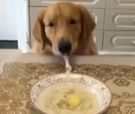 Adorable Pup Starts To Eat A Noodle... But It Just Won't End!