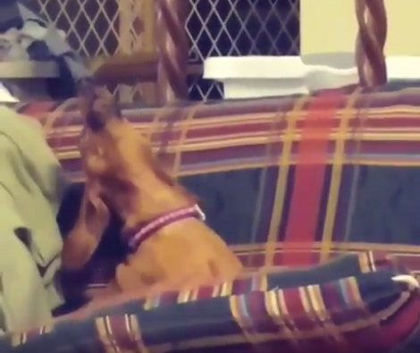 As Soon As This Pup Hears A Clarinet, She Can't Stop Singing And We Love It!