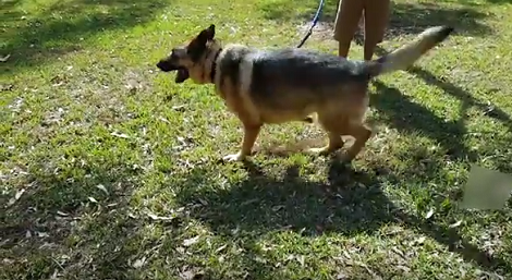 Check Out What This Adorable Pup Does At The Park In The Afternoon!