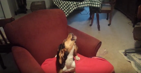 Adorable Pup Starts Singing "Oh What A Beautiful Morning" And Nails It!