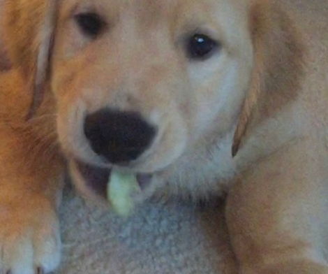 This Adorable Pup Doesn't Like To Eat Healthy! Watch His Epic Expression!