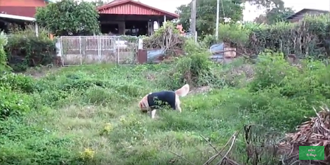 When You Have A Big Backyard, This Is What You'll Find Your Pups Doing!
