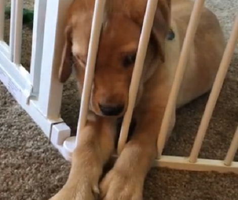 This Adorable Pup Would Do Anything To Not Stay Behind The Gate!