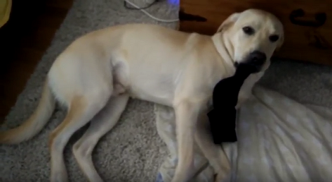 This Family Finally Knows Who's Been Hiding All Their Socks! Caught Red-Handed!