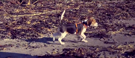 This Adorable Pup's First Day At The Beach Will Make You Go Aww!