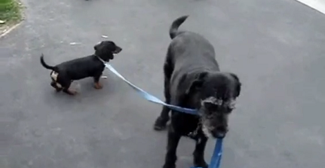 Watch How these Two Pups Take Turns Walking Each Other On Leash!