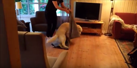 How This Golden Retriever Reacts When They Drag The Carpet? Too Adorable!