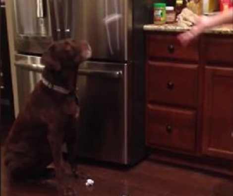 Adorable Pup Wins The Paper Catching Game Like A Boss!