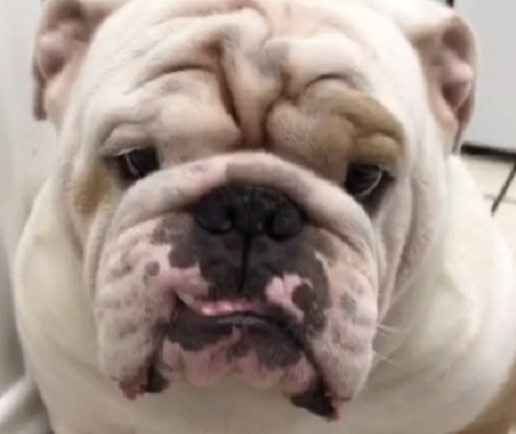 Daddy Asks His Pup To Him His Paw, But The Pup's Reaction Is Classic!
