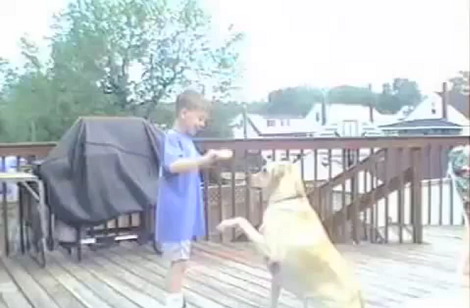 When You See What This Adorable Labrador Wants From Her Sibling? Aww!!