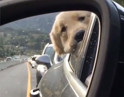This Pup Is Currently Depressed Because Of Traffic. We Can All Relate!