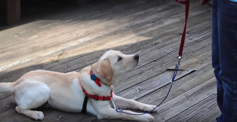 Have You Ever Wondered What's It Like To Raise A Service Dog? Check This Out.