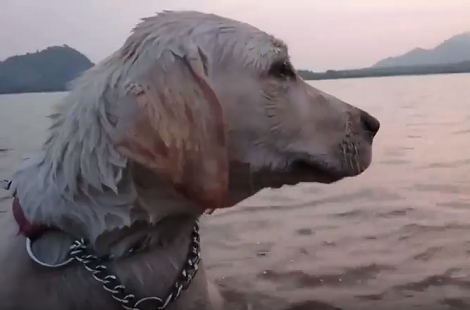 Watch How This Adorable Pup Enjoys His Time At The Beach! This Looks So Much Fun!