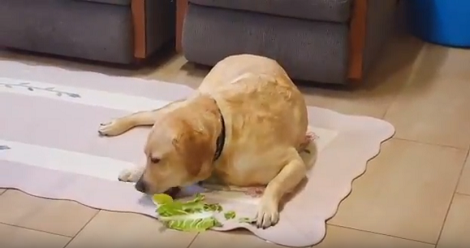 If There's One Health-Conscious Pup On The Planet - Meet This One!