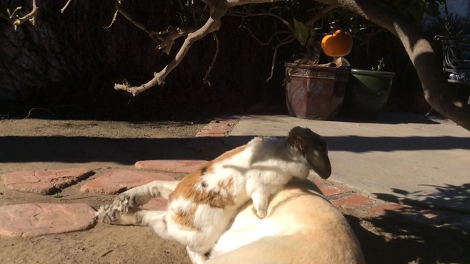 This Adorable Pup Is Fast Asleep, But The Rabbit Knows Exactly What To Do!