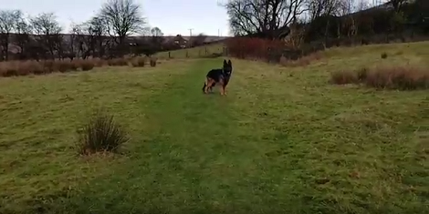 What Is It Like To Play Hide-N-Seek With Your Pup Outdoors? Take A Look!