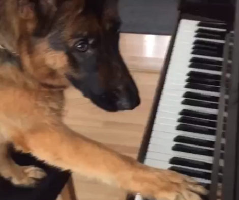 This Adorable Pup Is Learning How To Play The Piano! How Cool Is That?!