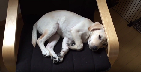 When There's Nothing This Pup Wants To Do, This Is Where You'll Find Her! Aww!