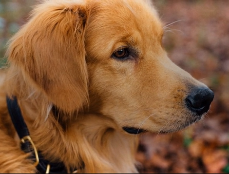 Injured Pup Takes Himself To The Vet And Successfully Gets Treated!