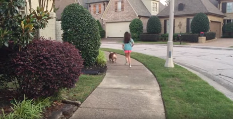 She Decided To Take Her English Bulldog Out For A Walk. Seconds Later? Hilarious!