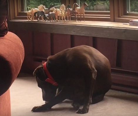 This Adorable Pup Is About To Just Relax, But This 'Thing' Appeared Out Of Nowhere!