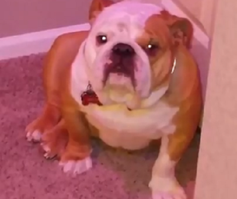 This Is One Of Those Moments When Your Pup Decides Not To Take A Shower!