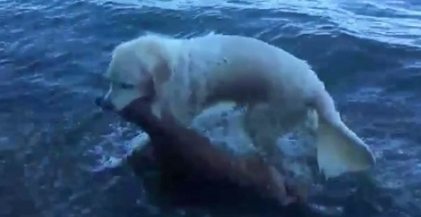 Hero Pup Risks His Life To Save A Fawn From Drowning To Death