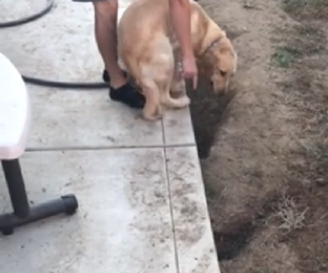 Adorable Pup Gets In Trouble For Digging Large Holes In The Yard!