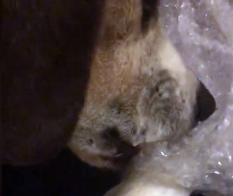 This Adorable Pup Absolutely Loves Popping Bubble Wraps! This Is Just Fun!