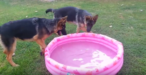 Two Adorable Pups Decide To Play In The Pool, Then One Changes His Mind!