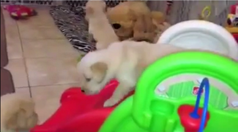 When You See What These Golden Retriever Pups Are Playing Now? This Is Adorable!