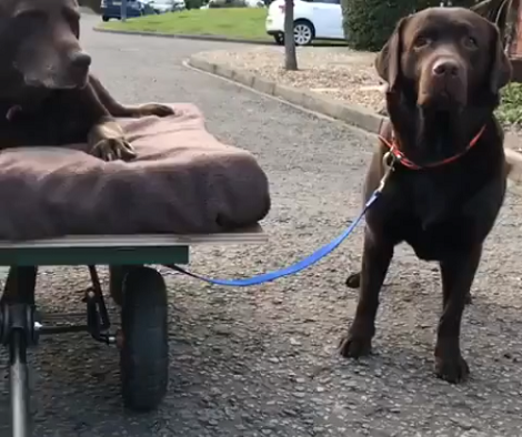 Watch How These Loving Pups Take Their Healing Sibling Out For A Walk!