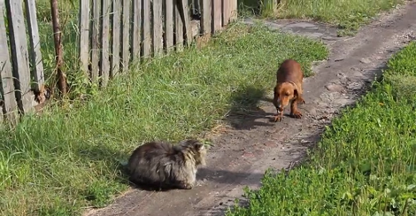 What Happens When Your Pup Accidentally Spots A Cat?
