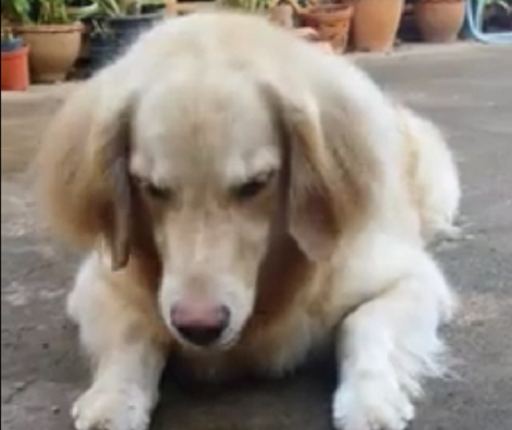 When You See This Fluffy Pup's Friends You Won't Believe It!