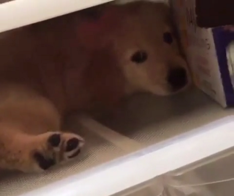 Adorable Pup Gets Inside The Refrigerator To Escape Summer Heat!