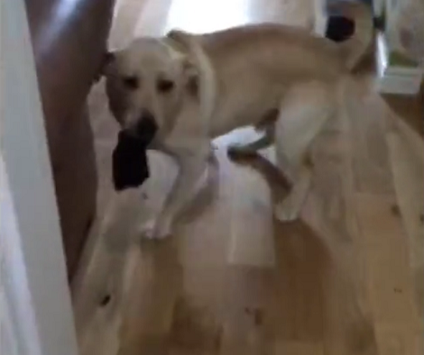 When You See What This Cheeky Labrador Pup Snatched From The Laundry? LOL