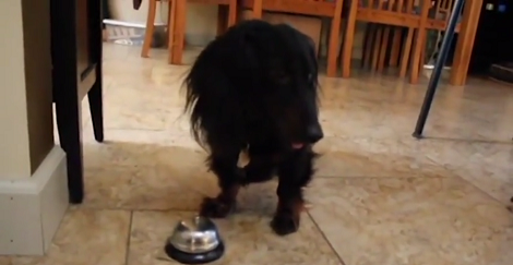 Clever Pup Has Come Up With A New Way Of Receiving Treats - And It's Awesome!