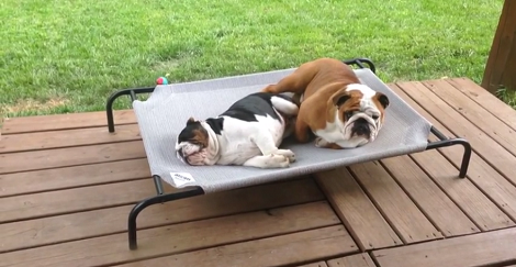 You Won't Believe What This Adorable English Bulldog Is About To Do! Hilarious!