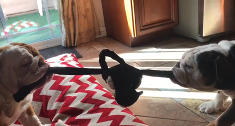 When There's An Intense Game Of Tug-Of-War, There's Only One Thing That Happens - Fun!