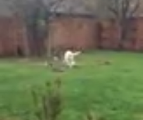 Adorable Pup Runs Outside With Her Treat To Make Sure No One Takes It!