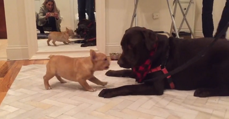 Adorable Pup Instantly Becomes Friends With A Tinier, Excited Pup!
