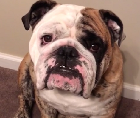 Watch How This Adorable Pup Confronts His Daddy About The Lack Of Attention! Aww...