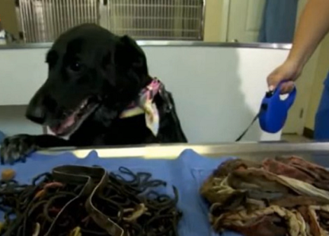 This Adorable Pup Had Lost Her Appetite, Then The Vet Discovered The Reason Why