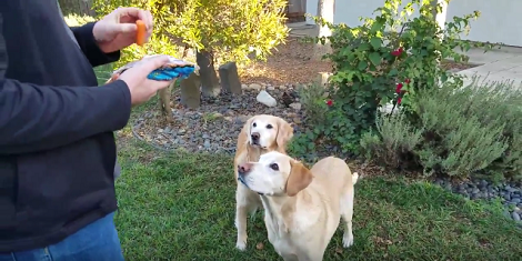 These Adorable Pups Have Come Up With A New Way Of Having Healthy Fun!