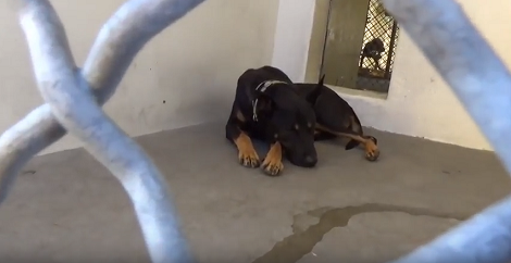 This Adorable Pup Is Up For Adoption - Let's Help Him Find His Loving Home