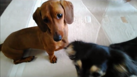 This Video Is Proof That Our Pups Are Innocent Little Angels!