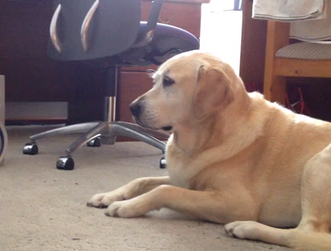 Watch How This Adorable Pup Tilts Her Head To Hear The Music Better!