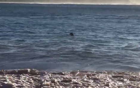 Loving Pup Swims Out Into The Ocean To Retrieve His Mommy's Flipflop!