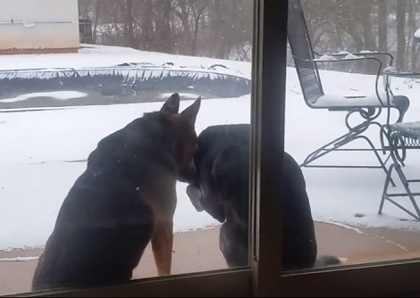 Watch How This Adorable Pup Comforts His Friend Through A Bad Day...
