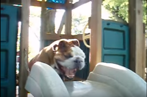They Were All Having Fun So Their English Bulldog Decided To Try. The Result? Hilarious!
